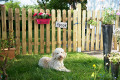 Tolles Garten - Kundenfoto unseres Holzzaunes mit süßem Hund und Blumendekoration. Verbaut ist Staketenzaun 'Standard'